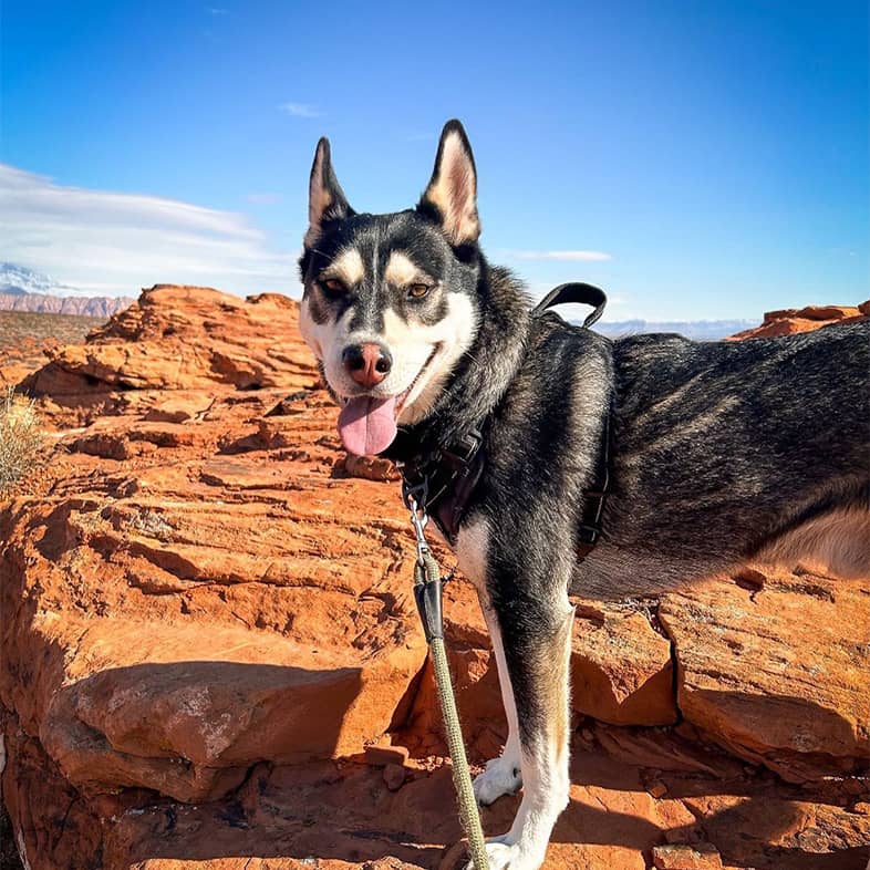A husky and German shepherd mix standing on a canyon rock and looking back at the camera.