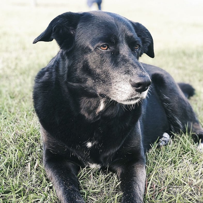 Husky Lab Mix Dog Lying on Grass | Taste of the Wild