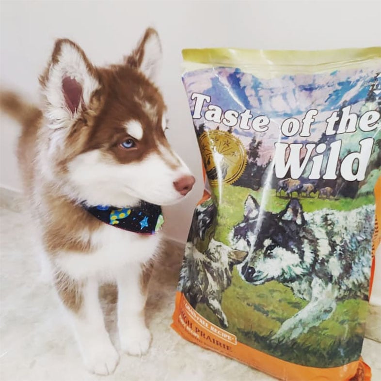 Husky Dog Looking at Taste of the Wild Dog Food Bag | Taste of the Wild