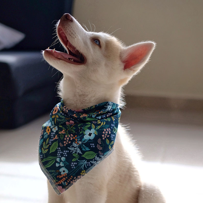 Husky Looking Up Wearing Bandana | Taste of the Wild
