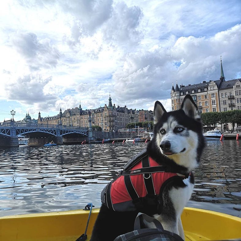 Husky on a Boat | Taste of the Wild