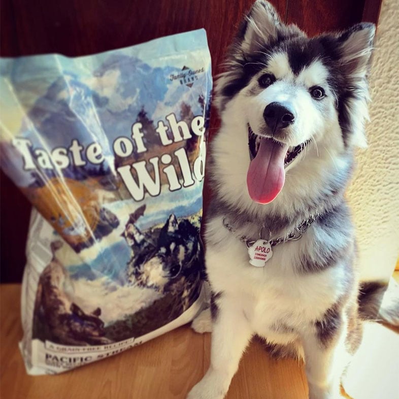Husky Dog Sitting Next to Taste of the Wild Food Bag | Taste of the Wild