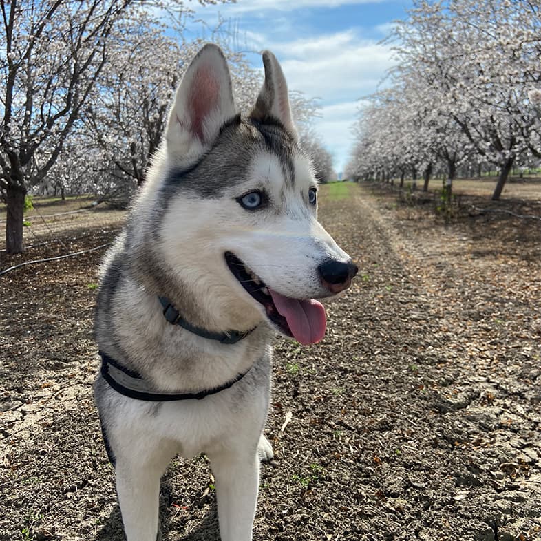 Siberian Husky Standing Between Trees Sticking Tongue Out | Taste of the Wild