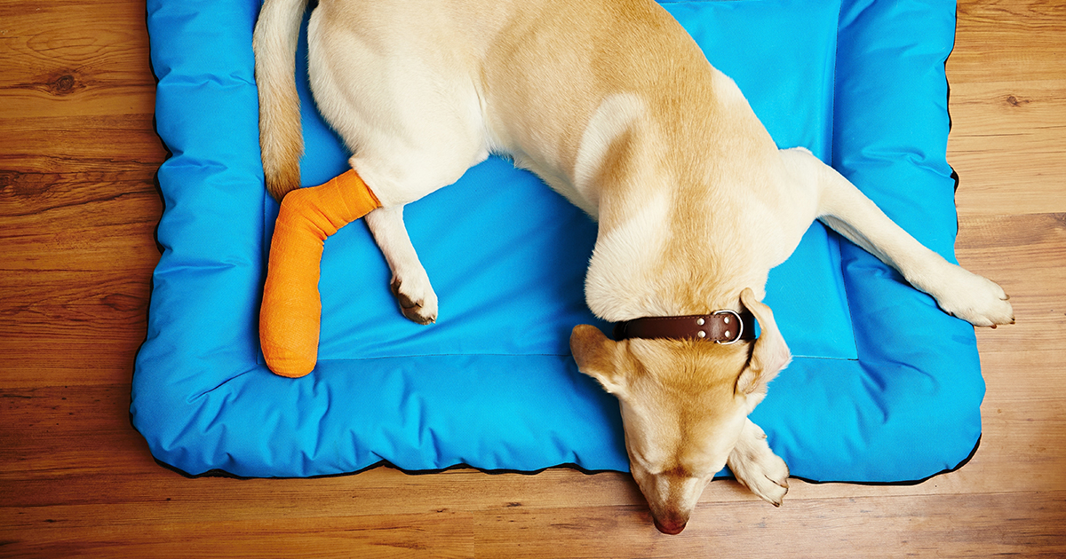 A dog lying on a dog bed with its foot wrapped in an orange medical bandage.