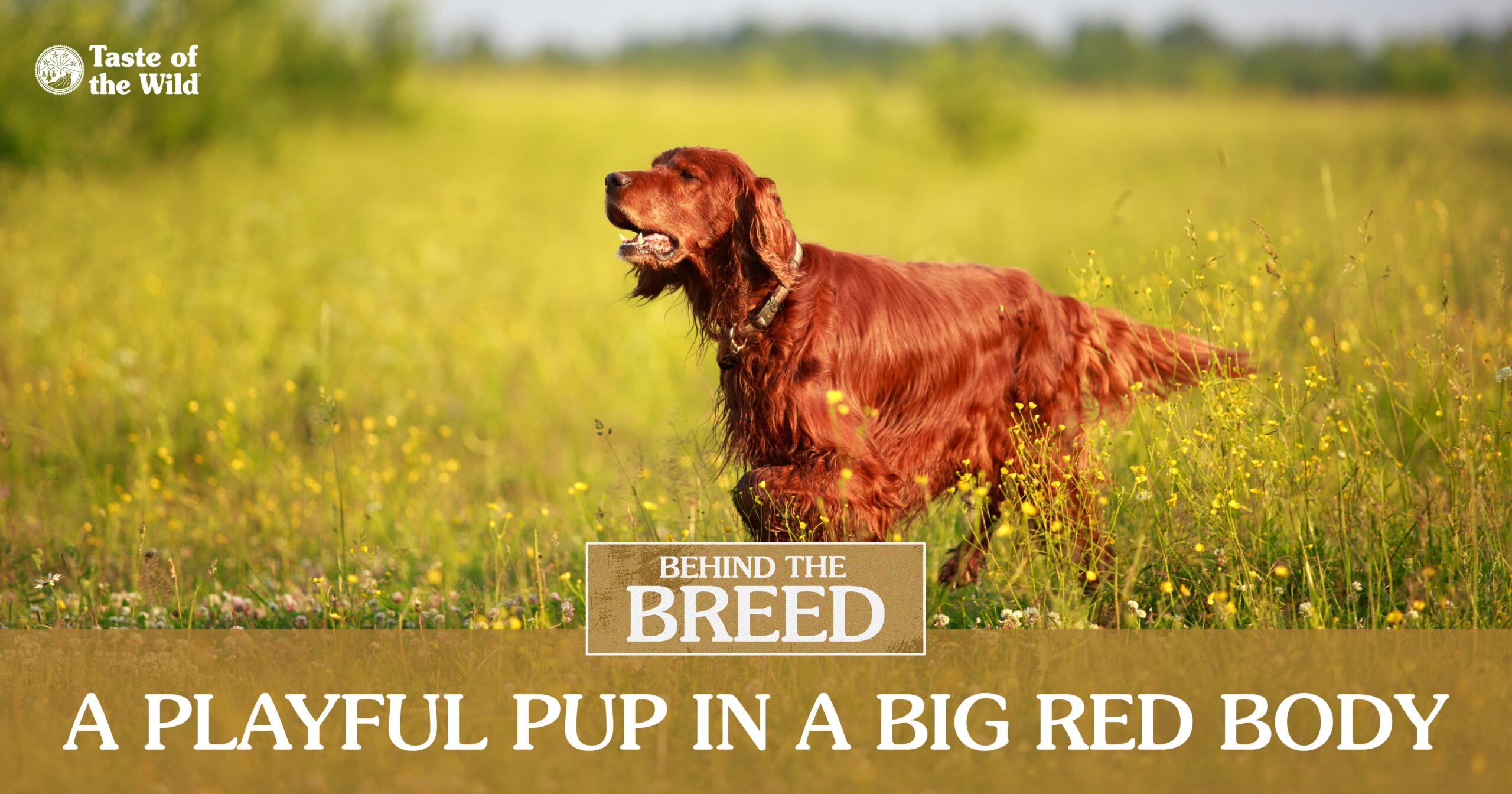 Interior image listing quick facts about Irish setters.