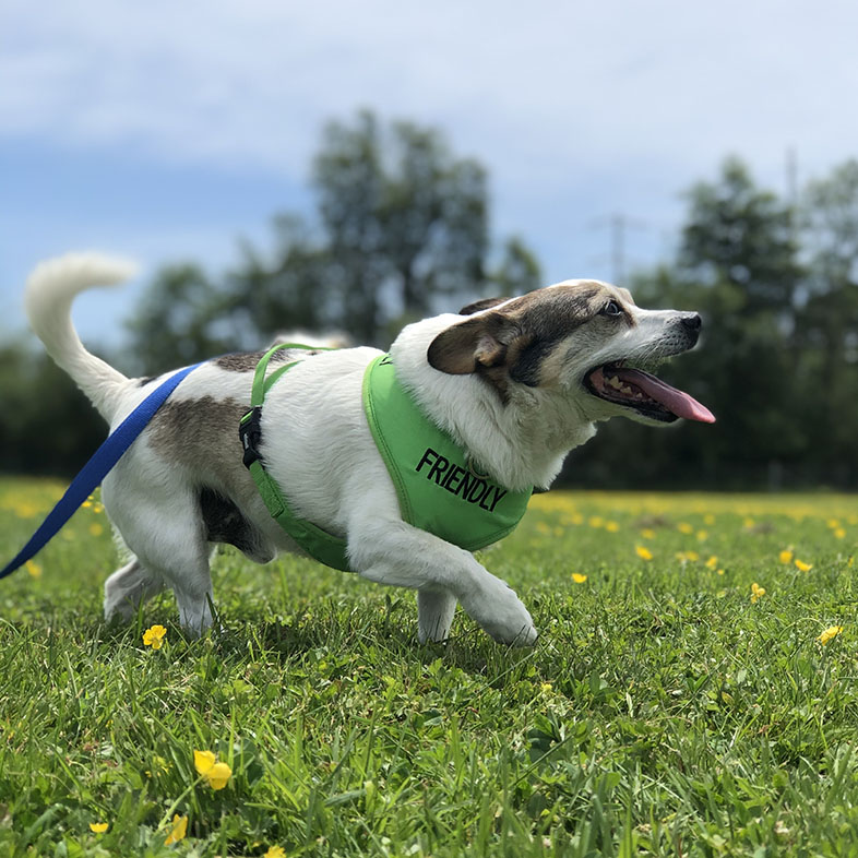 Jack Chi Running in Grass | Taste of the Wild