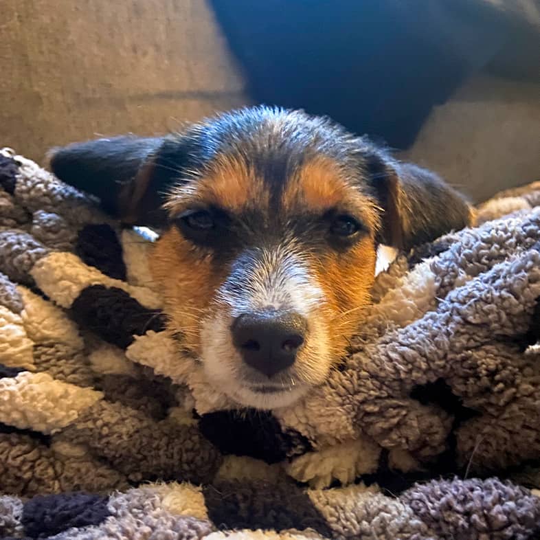 A Jack Russell puppy wrapped up in a knit blanket sitting on a couch.