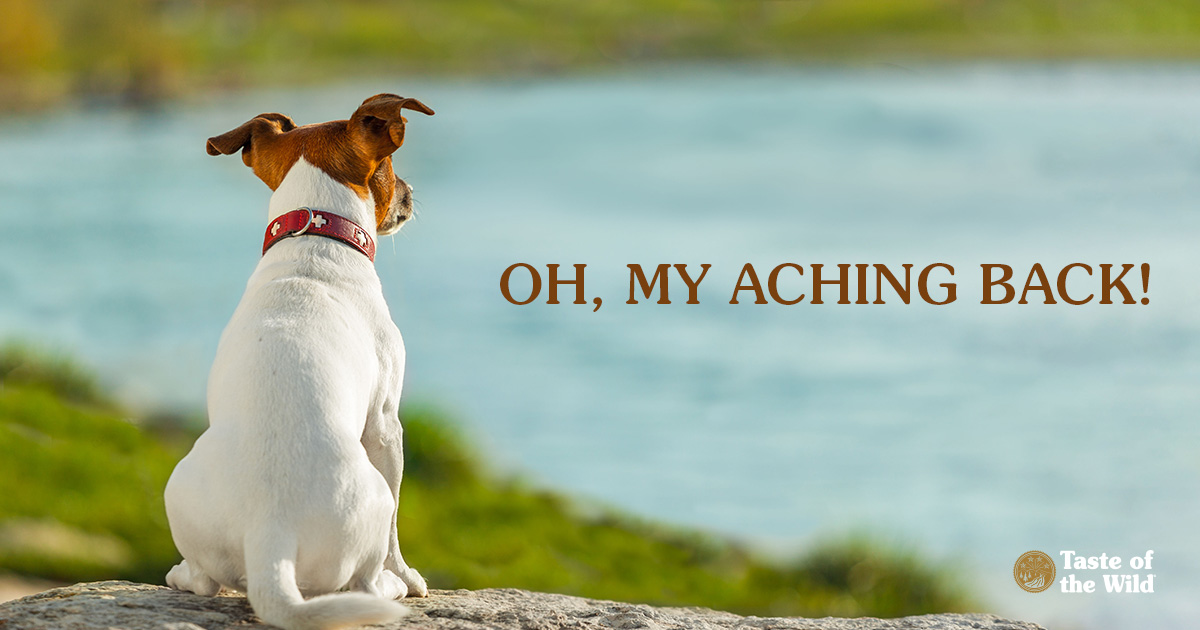 A Jack Russell Terrier sitting on a rock by a lake.