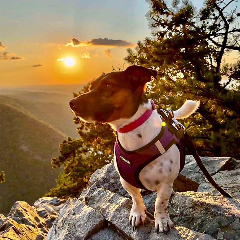 A Jack Russell terrier standing on a rock in front of a valley.