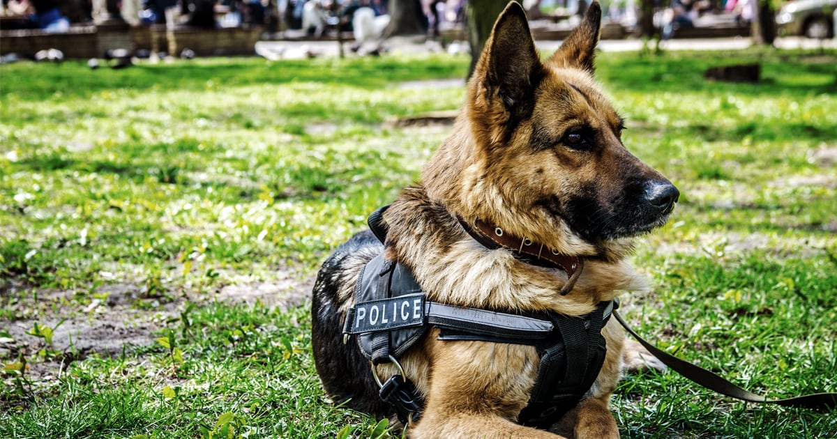 A German shepherd dog lying in the grass wearing a police harness.