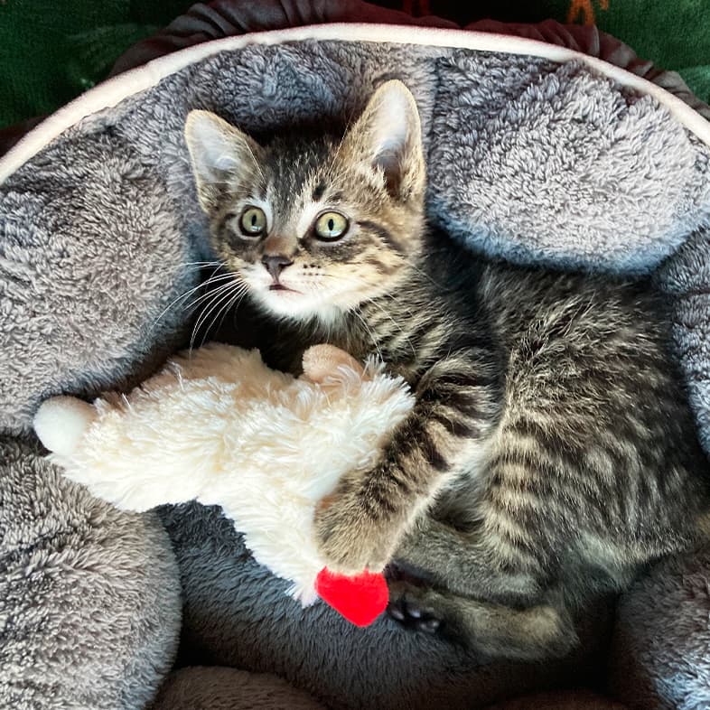 Kitten Lying In Pet Bed | Taste of the Wild