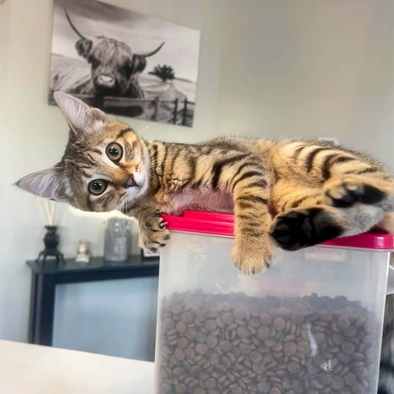 A kitten lying on top of a clear container filled with dry cat food, seemingly guarding it.