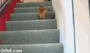 A cat running down steps past a frightened kitten that is having trouble going down the steps.