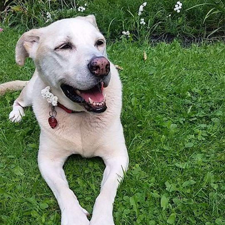 Lab Dog Lying on Grass with Mouth Open | Taste of the Wild