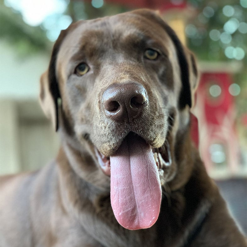 Labrador Dog Sticking Tongue Out | Taste of the Wild