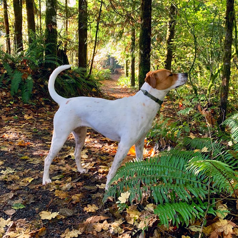 Labrador Pit Bull Mix on Hike Smelling Trees | Taste of the Wild