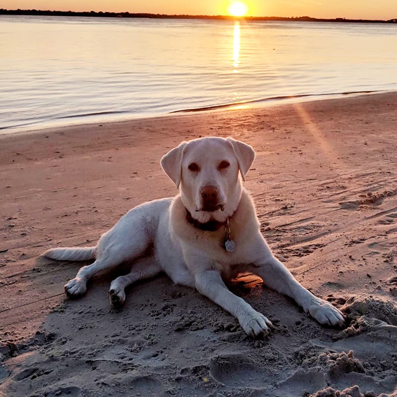 Labrador Retriever Lying in Sand at Beach | Taste of the Wild