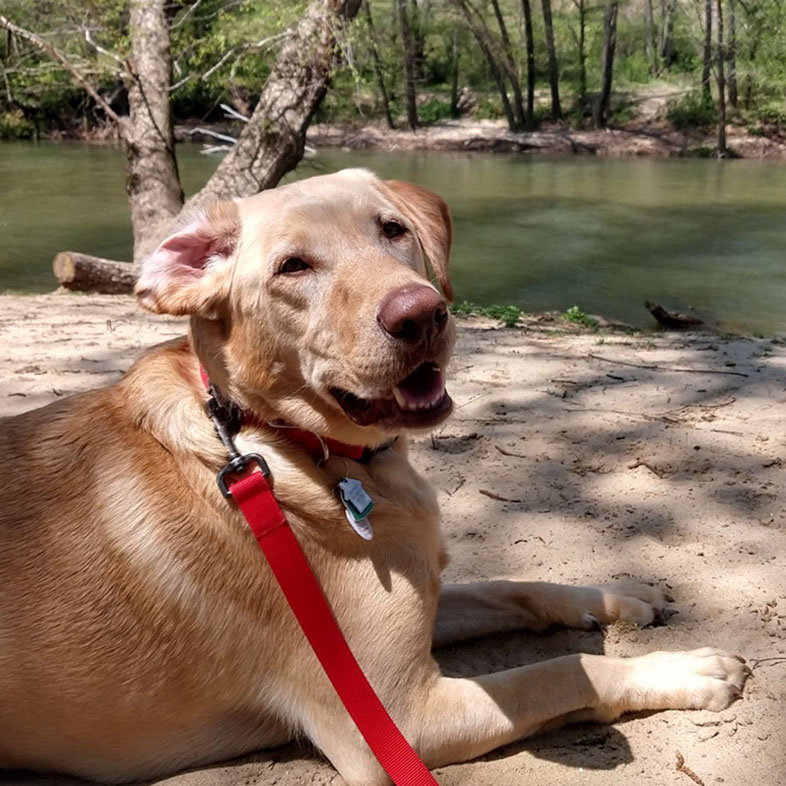 Labrador Retriever Lying Next to Water | Taste of the Wild