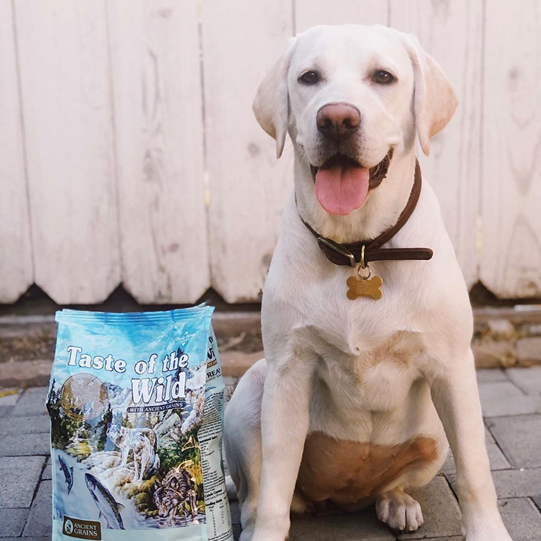 Labrador Retriever Posing With Taste Of The Wild Dog Food Bag | Taste of the Wild