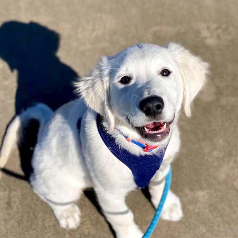 A Labrador retriever puppy wearing a blue harness sits on the ground and looks up at the camera.