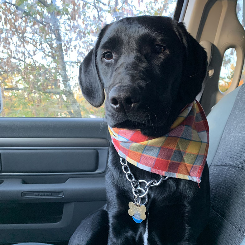 Labrador Retriever Sitting on Car Seat | Taste of the Wild