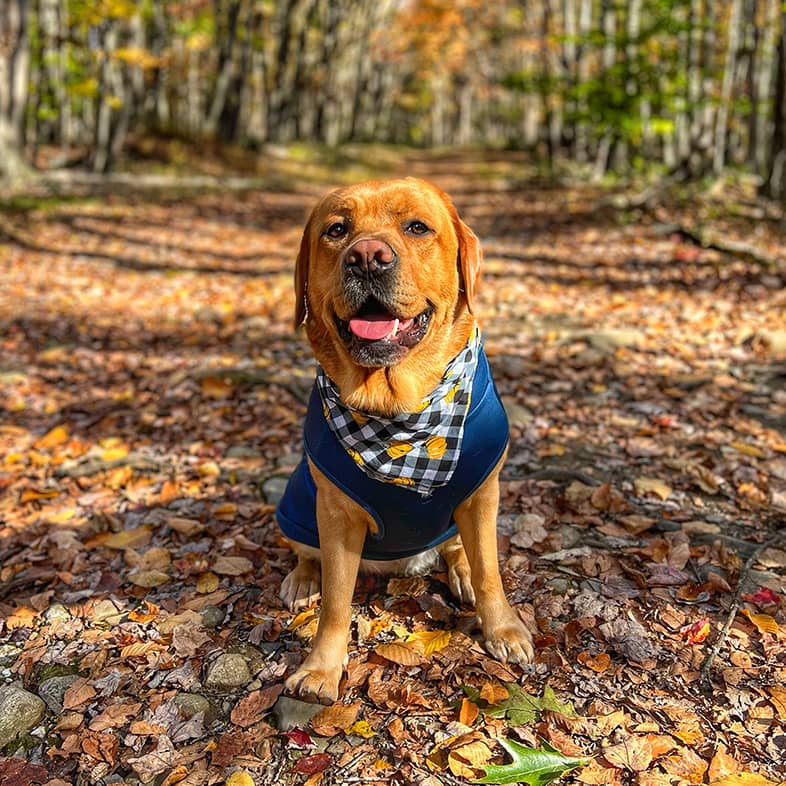 A happy Labrador retriever wearing a bandana and vest on a leaf-covered trail in a forest during autumn.