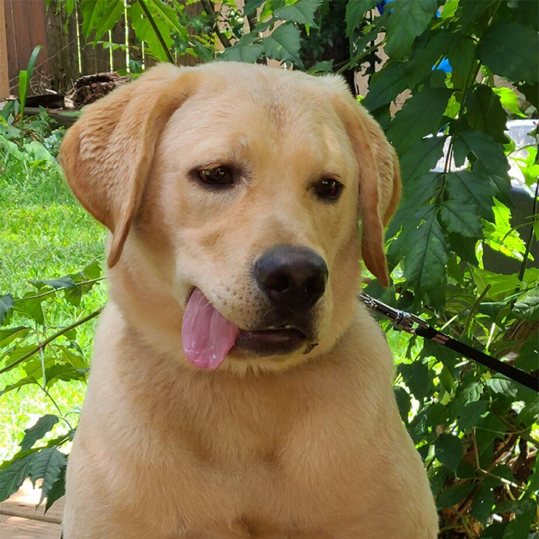 Labrador Sticking Tongue Out | Taste of the Wild