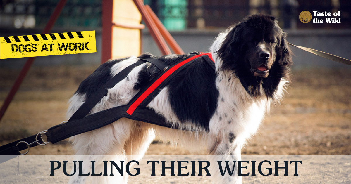 A large black and white dog wearing a cart-pulling harness.