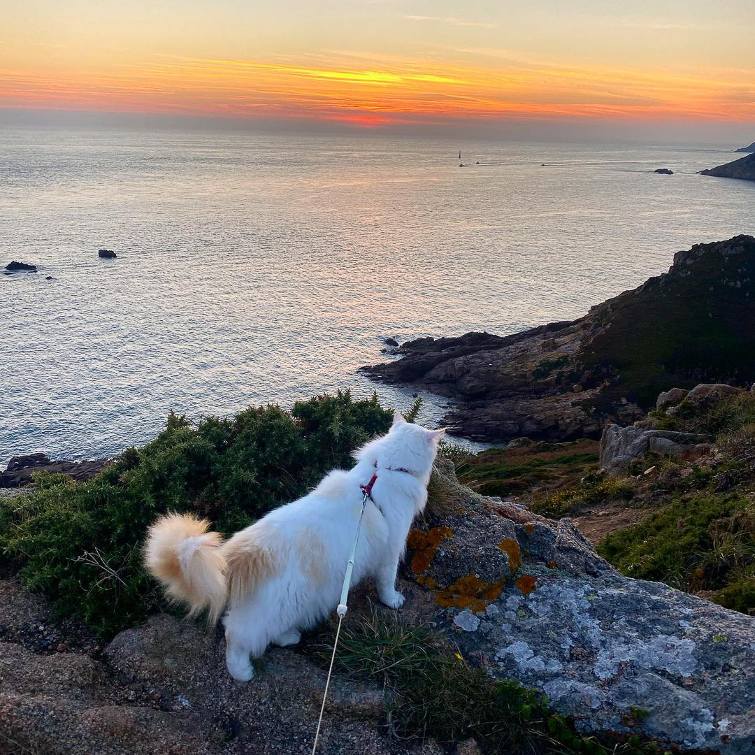 Leashed Cat Looking Over Outlook | Taste of the Wild