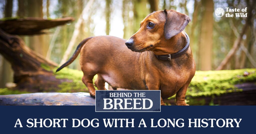 Dachshund Quick Facts Infographic