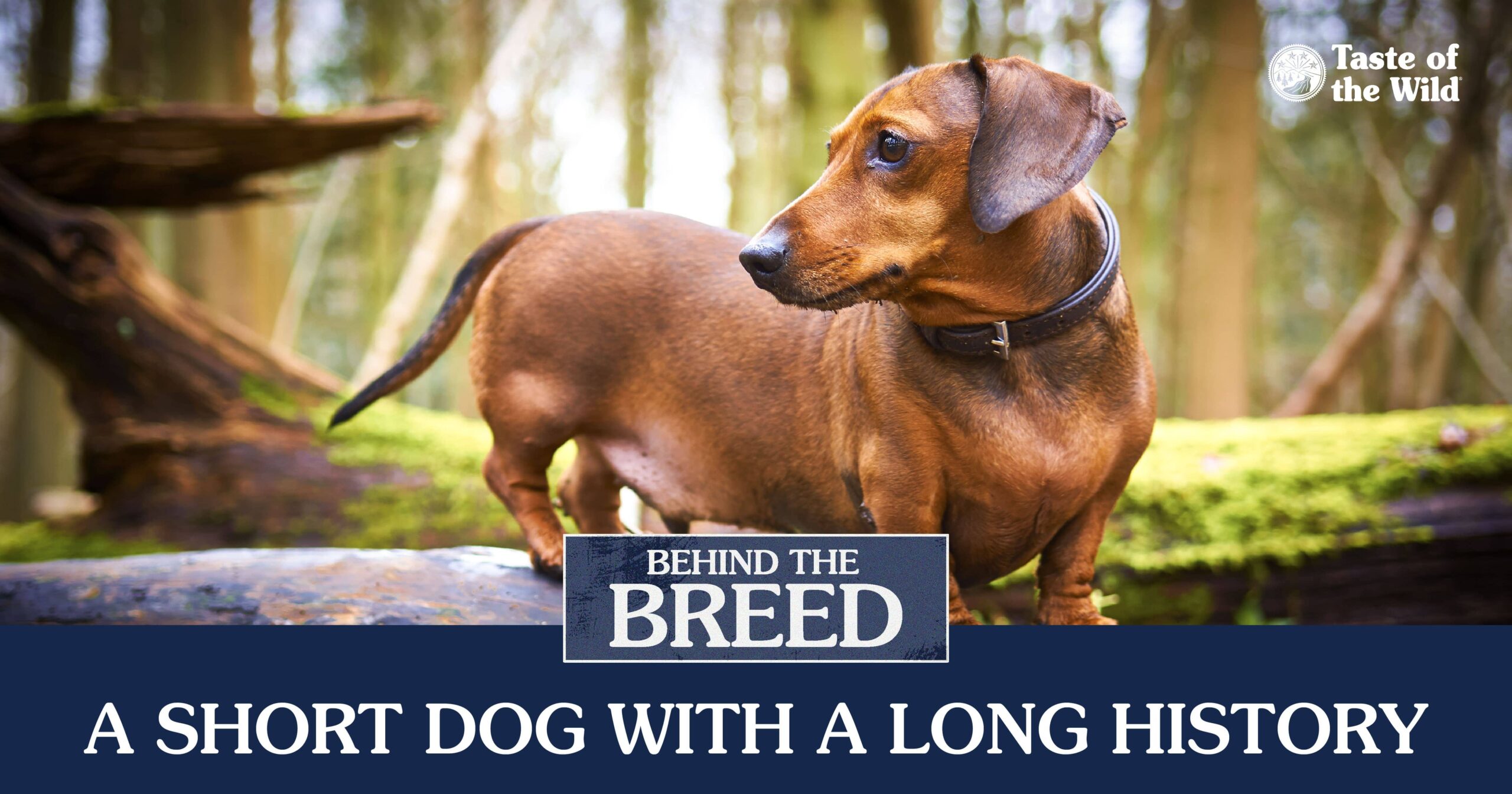 Dachshund Quick Facts Infographic