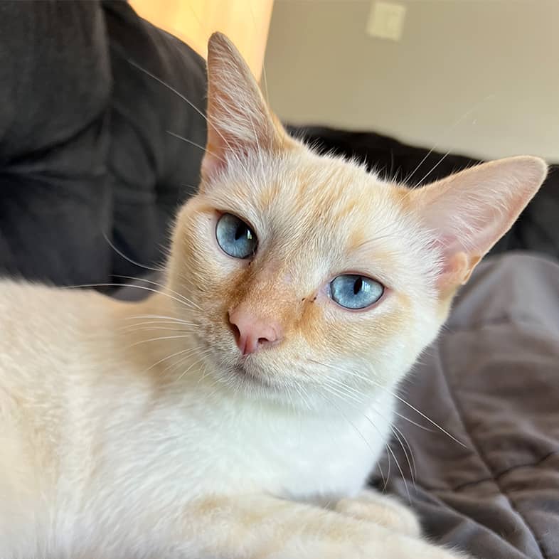 Light yellow cat with bright blue eyes lying down on gray couch.