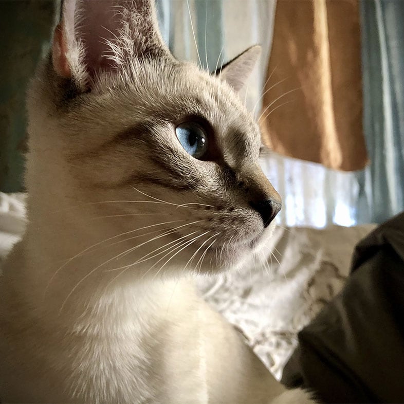 Lynx Point Looking Away | Taste of the Wild