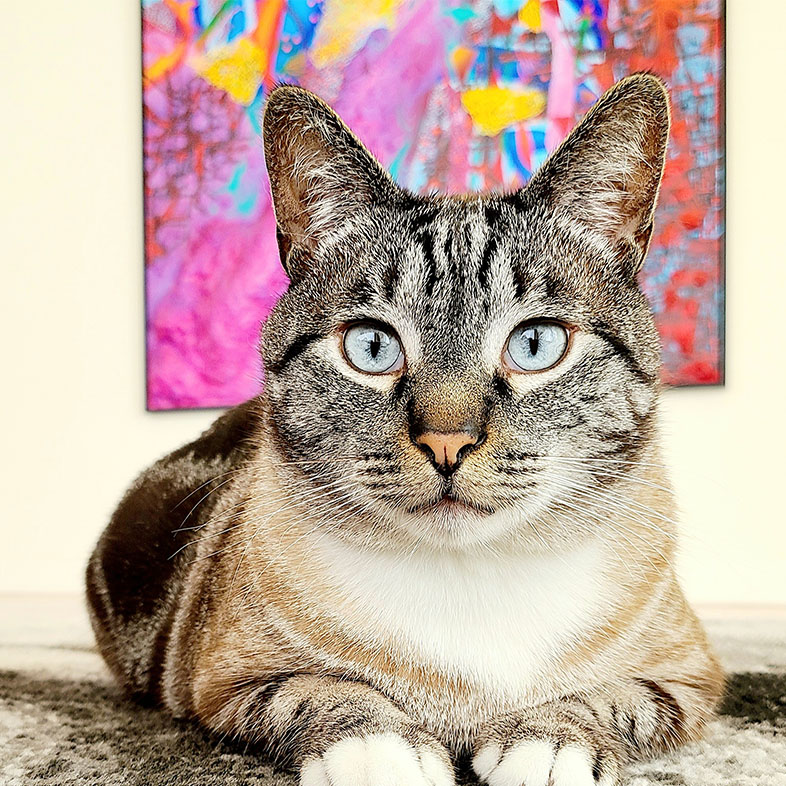 Lynx Point Lying on Carpet Looking Up | Taste of the Wild
