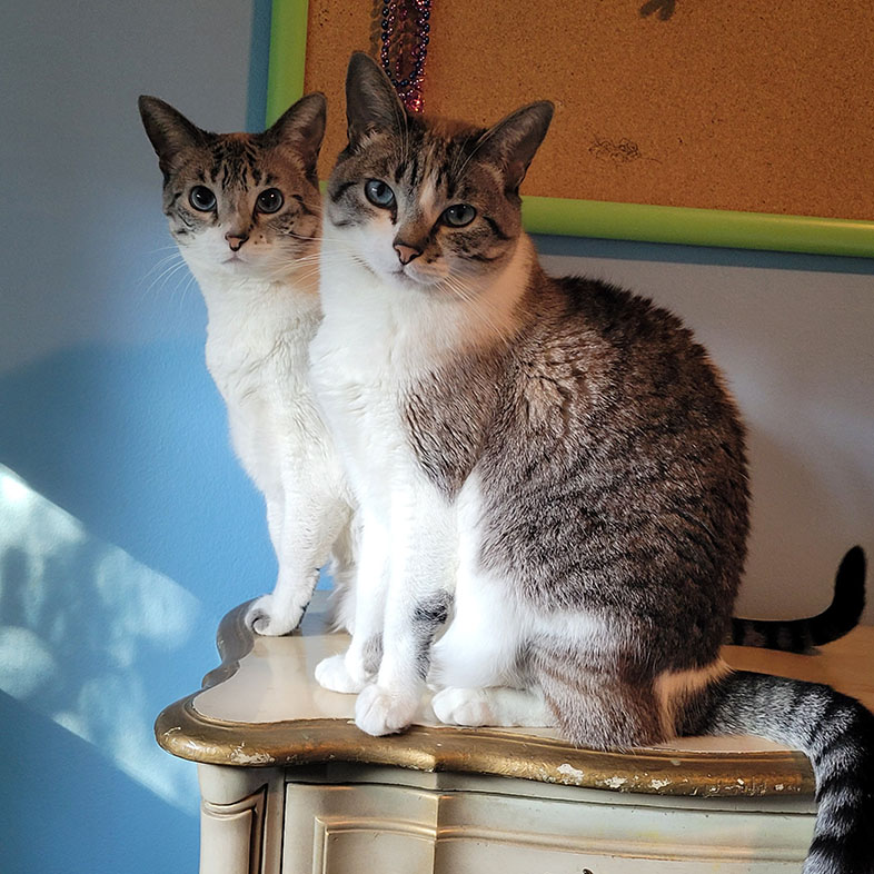 Lynx Point Siameses Looking at Camera | Taste of the Wild