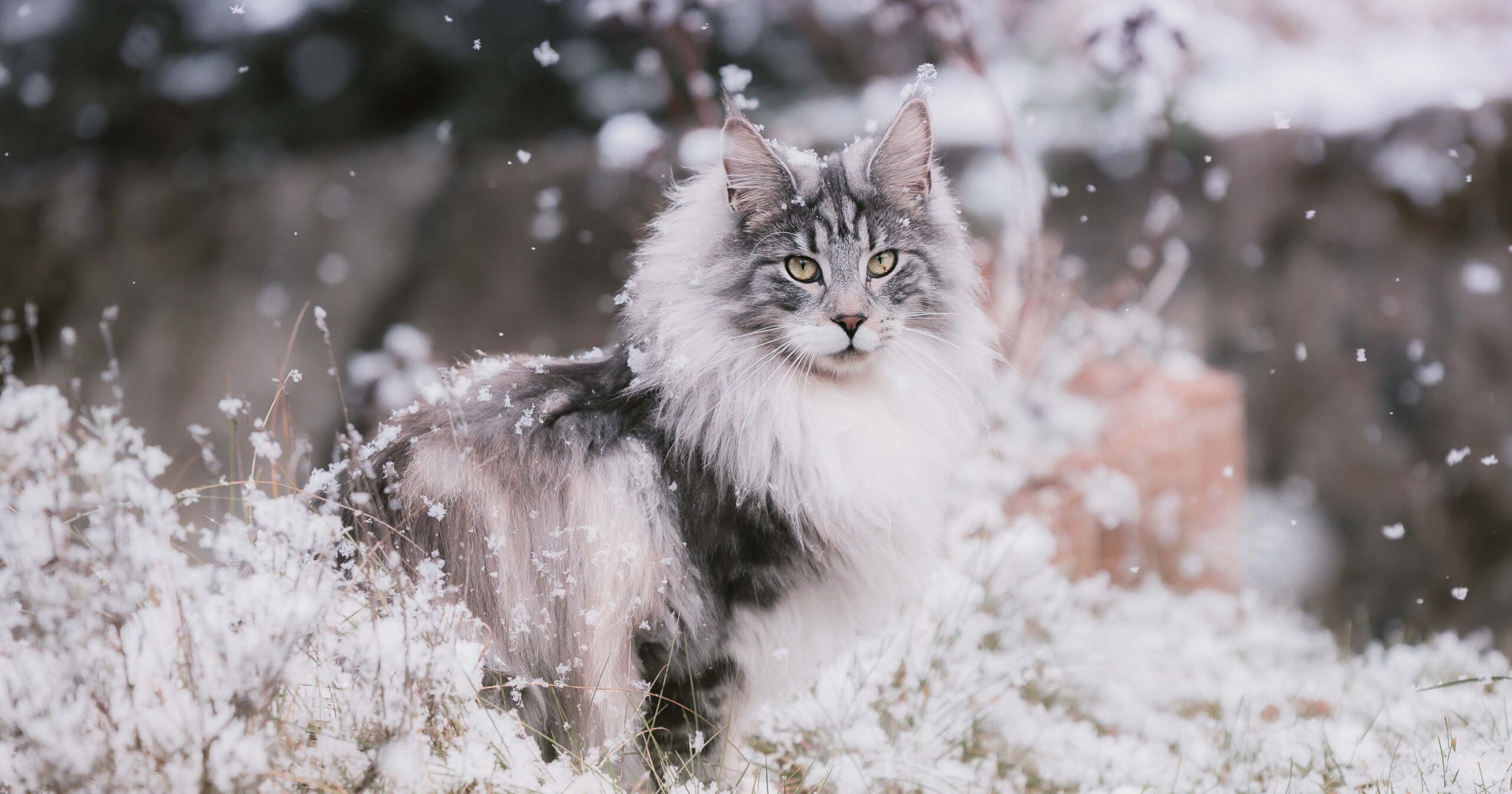 Maine coon cat in the snow.