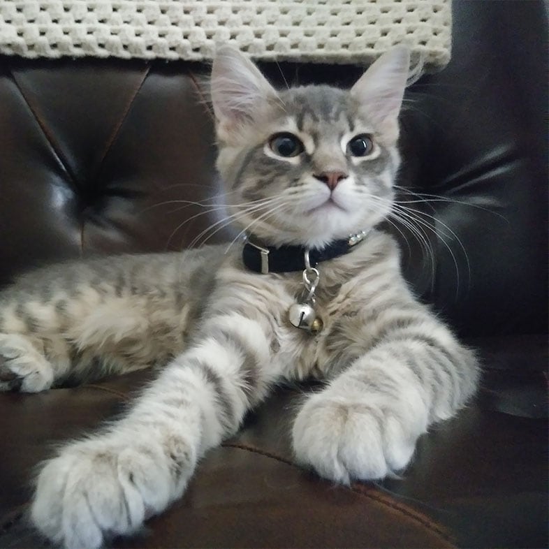Maine Coon Cat Sitting Up on Couch | Taste of the Wild