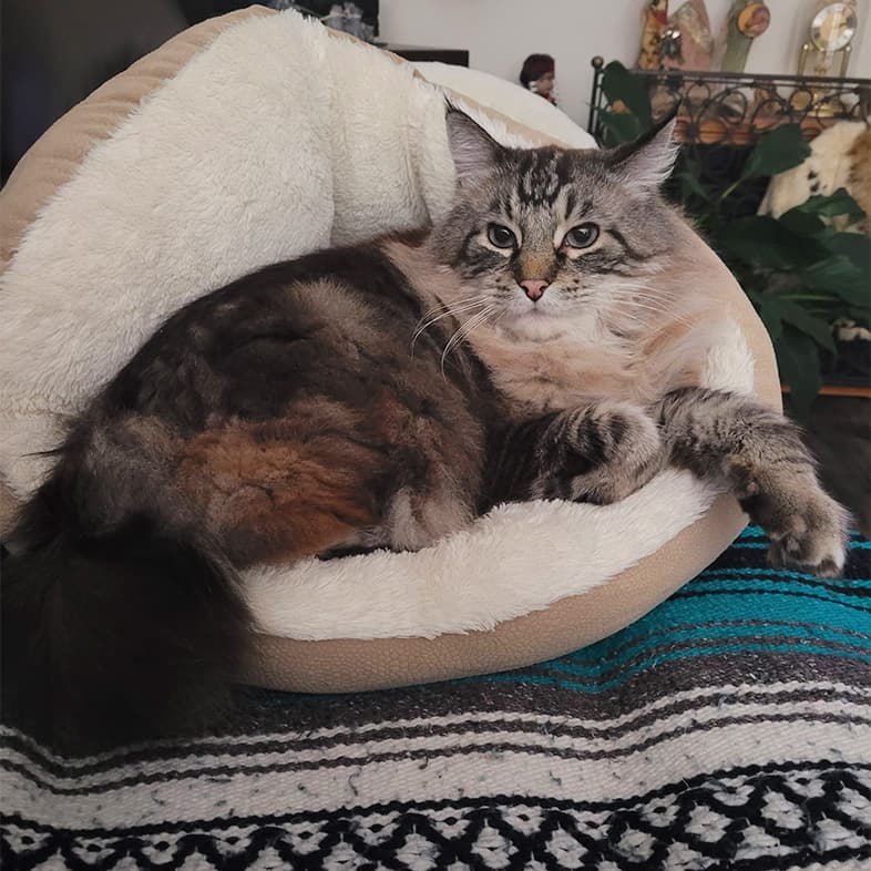 Maine Coon Mix Lying Down in a Cat Bed | Taste of the Wild