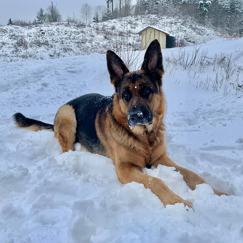 A male German shepherd lying in the snow with a wintery forest in the background.