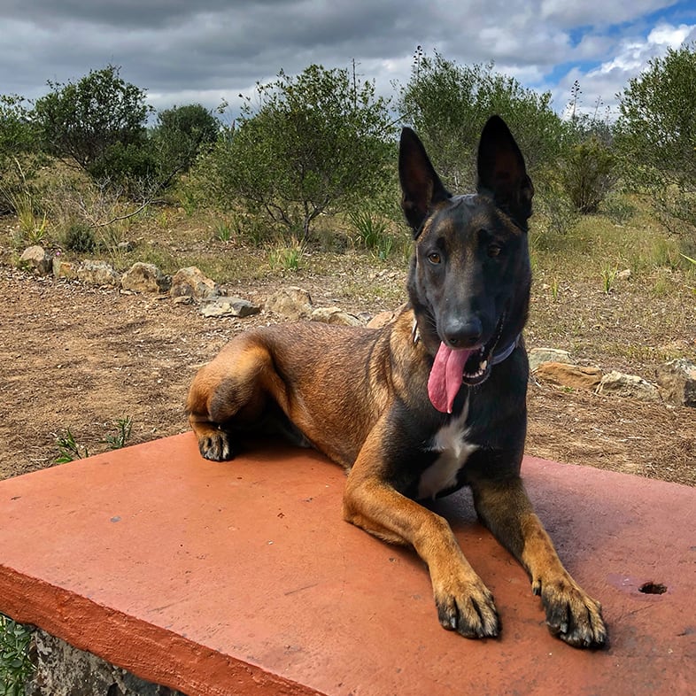 Malinois Lying on Table | Taste of the Wild