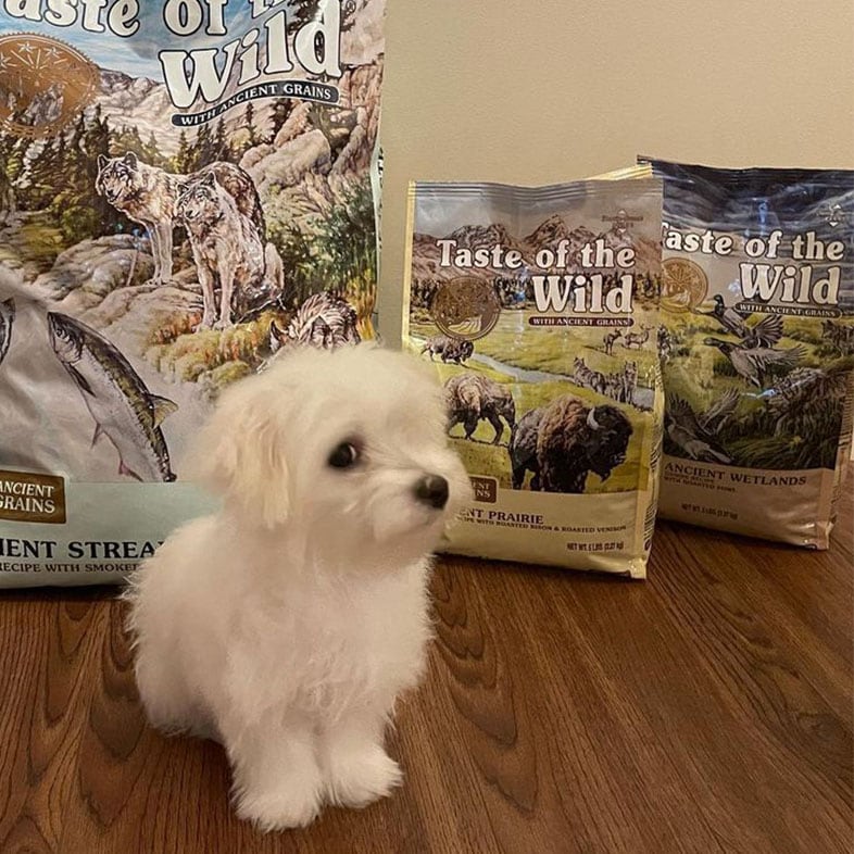 Maltese Puppy in Front of Taste of the Wild Food Bags | Taste of the Wild