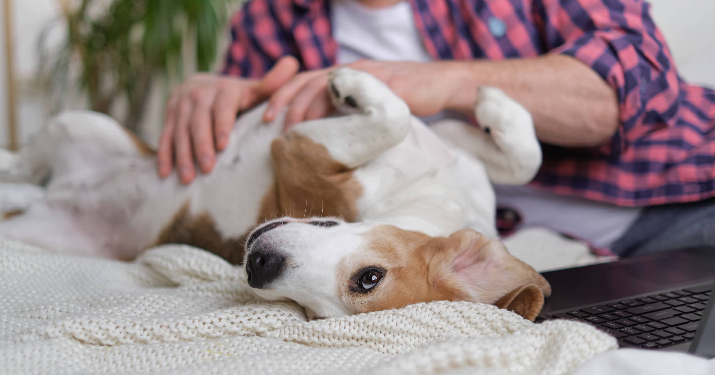A man rubbing the belly of a dog lying on a bed.