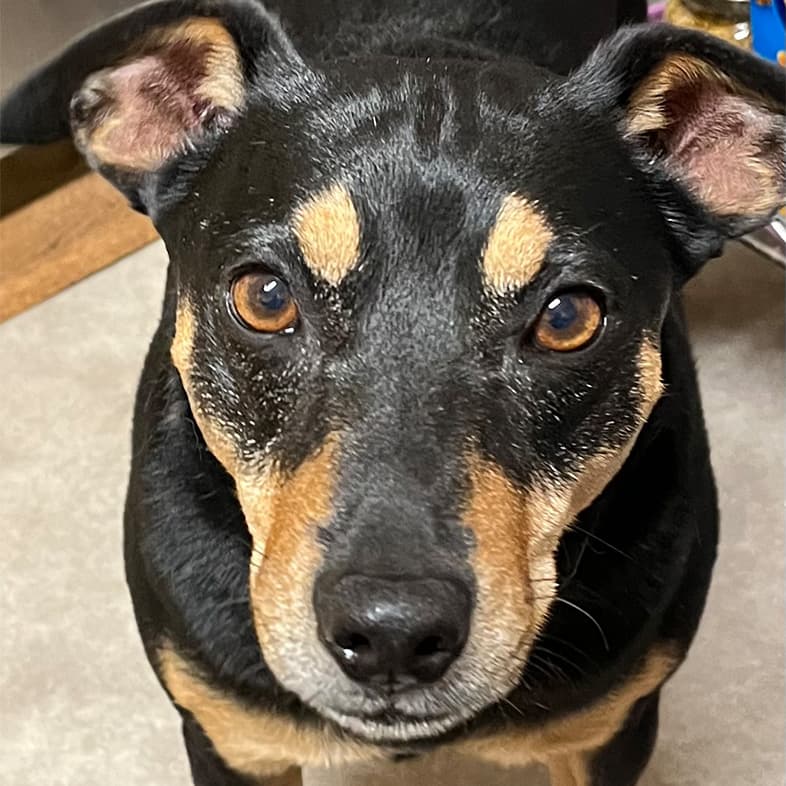 Manchester Terrier Walking in the House | Taste of the Wild