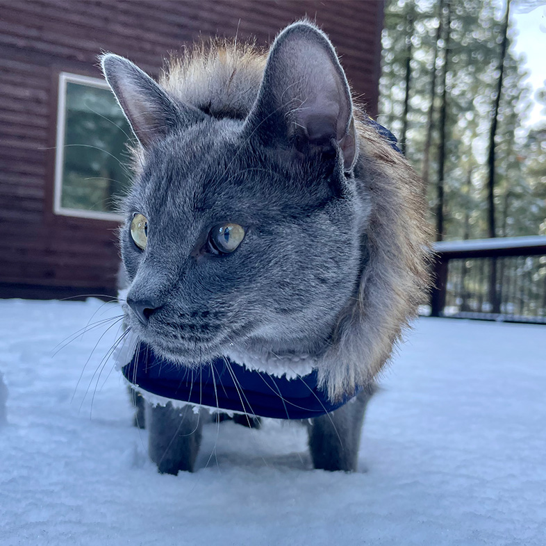Manx mix cat wearing blue vest standing outside on snowy deck.