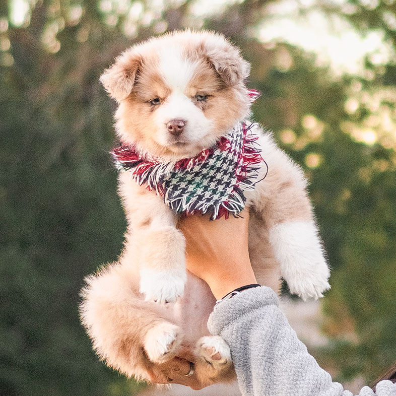Mini Australian Shepherd Being Held | Taste of the Wild