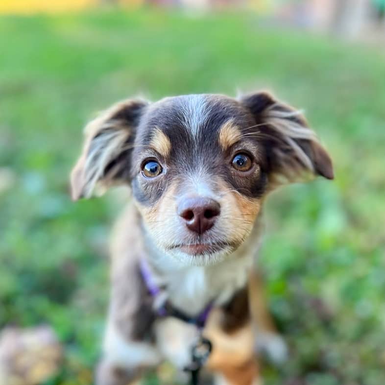 A mini Australian shepherd standing in the grass and looking at the camera.