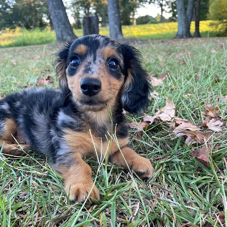 Mini Dachshund Lying in Grass | Taste of the Wild