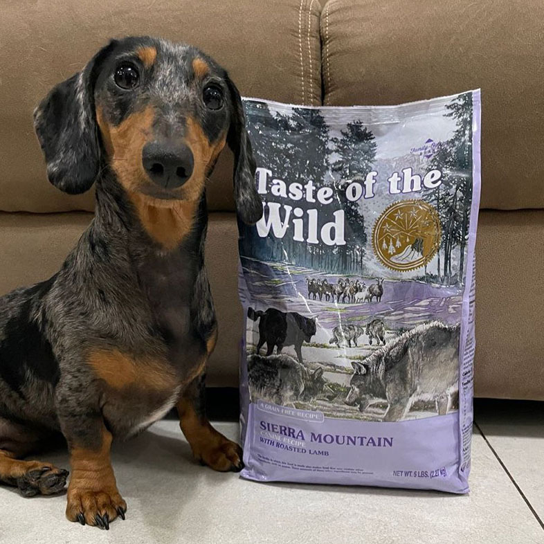 Mini Dachshund Next to Taste of the Wild Food Bag | Taste of the Wild