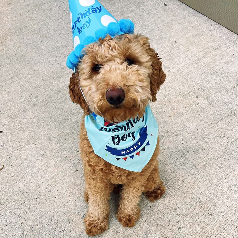 Mini Goldendoodle Celebrating His First Birthday | Taste of the Wild