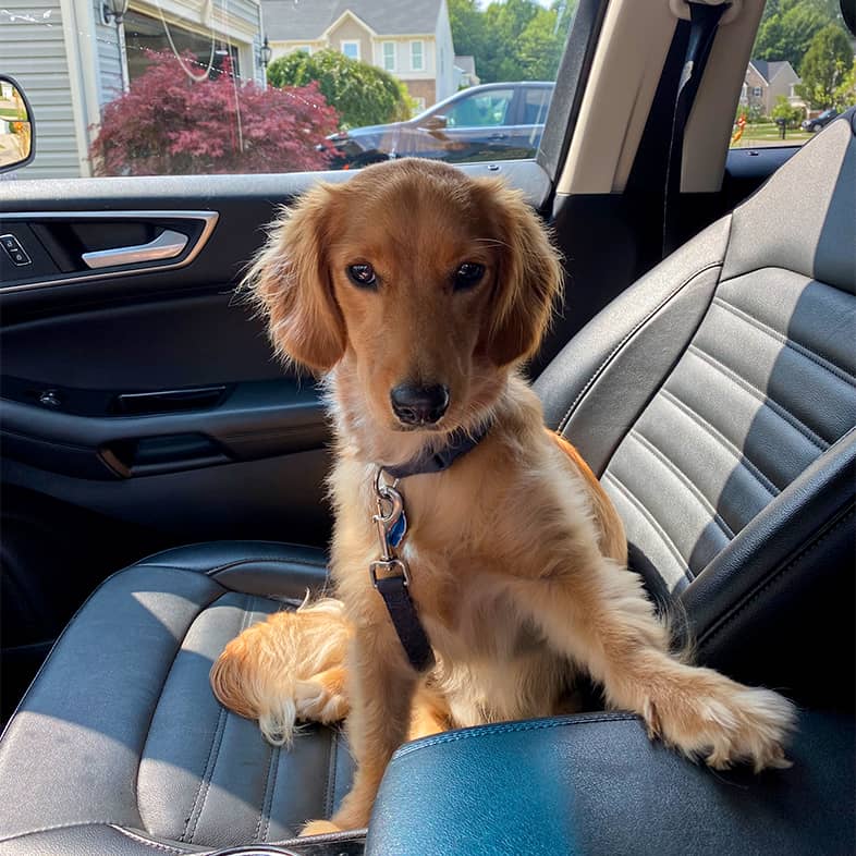 Mini goldendoodle sitting in the passenger seat of a car.